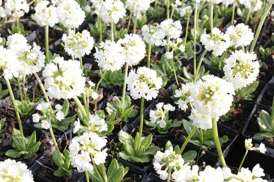 Prvosenka zoubkatá 'Alba' - Primula denticulata 'Alba'