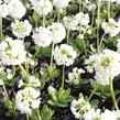 Prvosenka zoubkatá 'Alba' - Primula denticulata 'Alba'