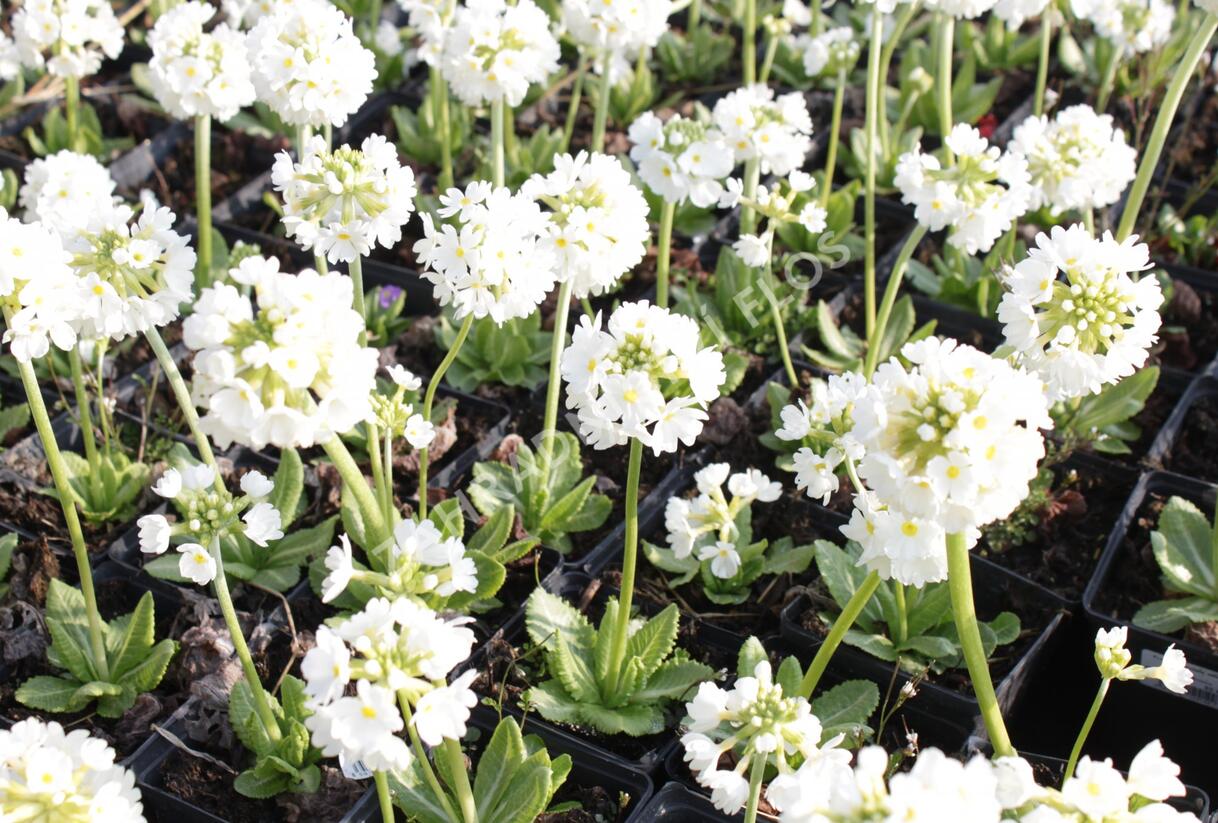 Prvosenka zoubkatá 'Alba' - Primula denticulata 'Alba'