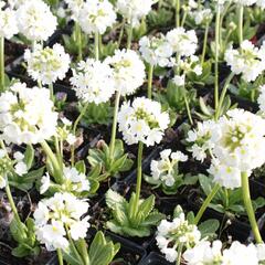 Prvosenka zoubkatá 'Alba' - Primula denticulata 'Alba'