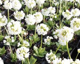 Prvosenka zoubkatá 'Alba'
