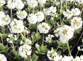 Prvosenka zoubkatá 'Alba' - Primula denticulata 'Alba'