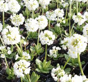 Prvosenka zoubkatá 'Alba' - Primula denticulata 'Alba'