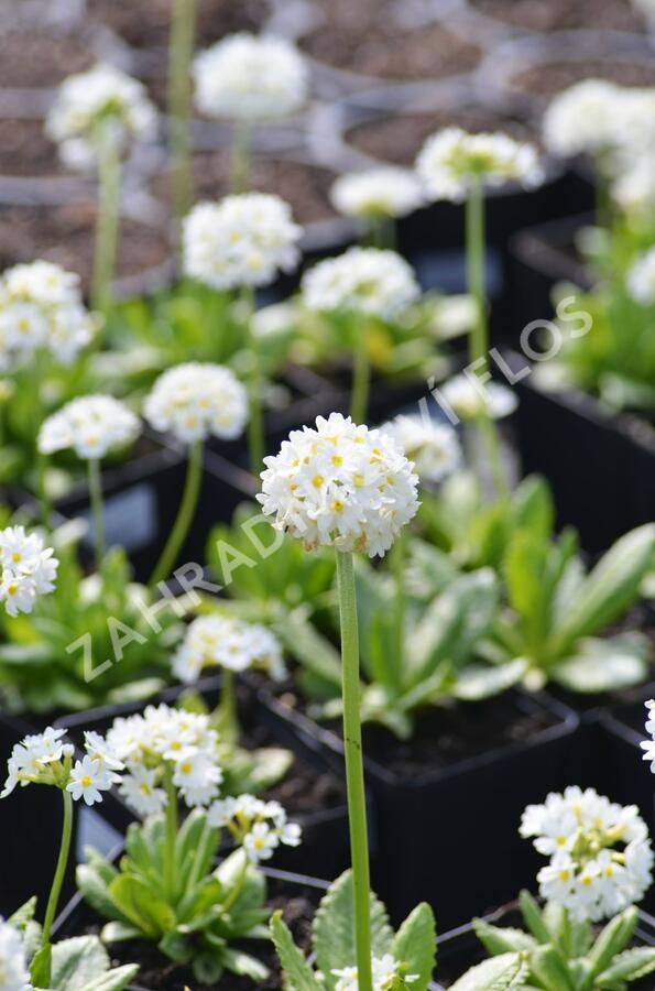 Prvosenka zoubkatá 'Alba' - Primula denticulata 'Alba'