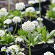 Prvosenka zoubkatá 'Alba' - Primula denticulata 'Alba'
