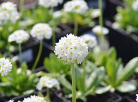 Prvosenka zoubkatá 'Alba' - Primula denticulata 'Alba'