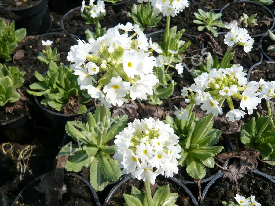 Prvosenka zoubkatá 'Alba' - Primula denticulata 'Alba'