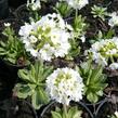 Prvosenka zoubkatá 'Alba' - Primula denticulata 'Alba'