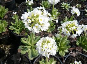 Prvosenka zoubkatá 'Alba' - Primula denticulata 'Alba'