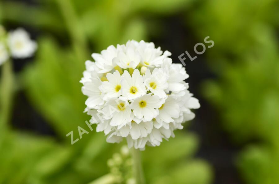 Prvosenka zoubkatá 'Alba' - Primula denticulata 'Alba'
