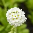 Prvosenka zoubkatá 'Alba' - Primula denticulata 'Alba'