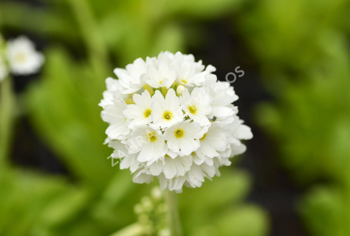 Prvosenka zoubkatá 'Alba' - Primula denticulata 'Alba'