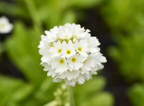 Prvosenka zoubkatá 'Alba' - Primula denticulata 'Alba'