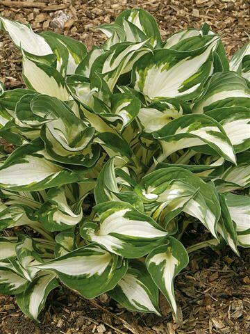 Bohyška 'Fire and Ice' - Hosta 'Fire and Ice'