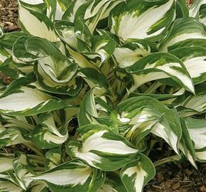 Bohyška 'Fire and Ice' - Hosta 'Fire and Ice'