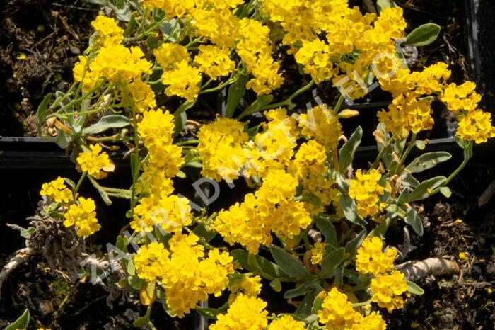 Tařice skalní 'Summit' - Alyssum saxatile 'Summit'