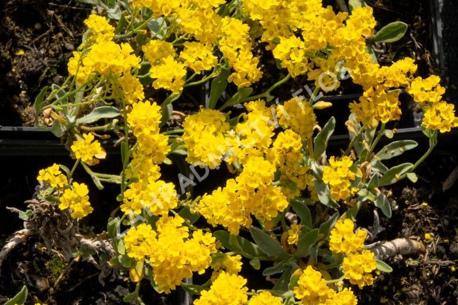 Tařice skalní 'Summit' - Alyssum saxatile 'Summit'