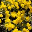 Tařice skalní 'Summit' - Alyssum saxatile 'Summit'