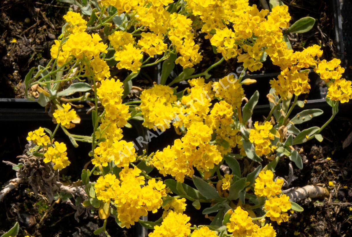 Tařice skalní 'Summit' - Alyssum saxatile 'Summit'