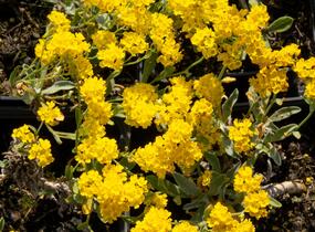 Tařice skalní 'Summit' - Alyssum saxatile 'Summit'