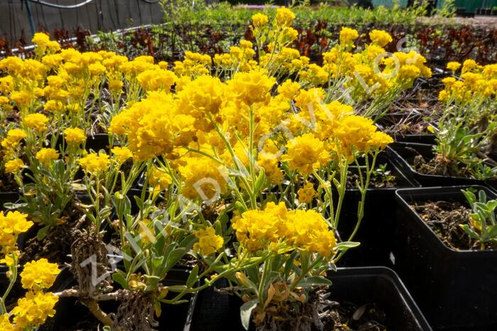 Tařice skalní 'Summit' - Alyssum saxatile 'Summit'