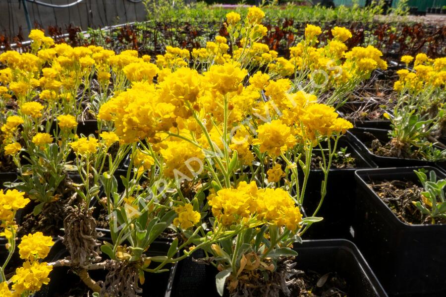 Tařice skalní 'Summit' - Alyssum saxatile 'Summit'