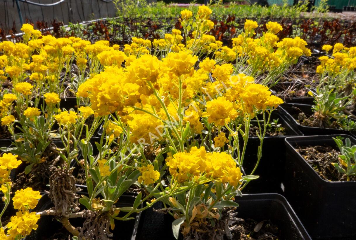 Tařice skalní 'Summit' - Alyssum saxatile 'Summit'