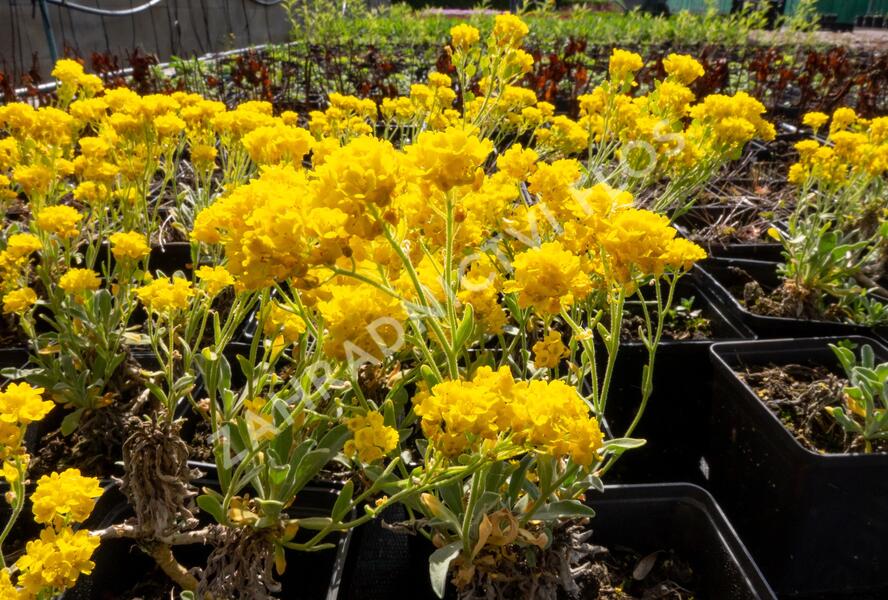 Tařice skalní 'Summit' - Alyssum saxatile 'Summit'