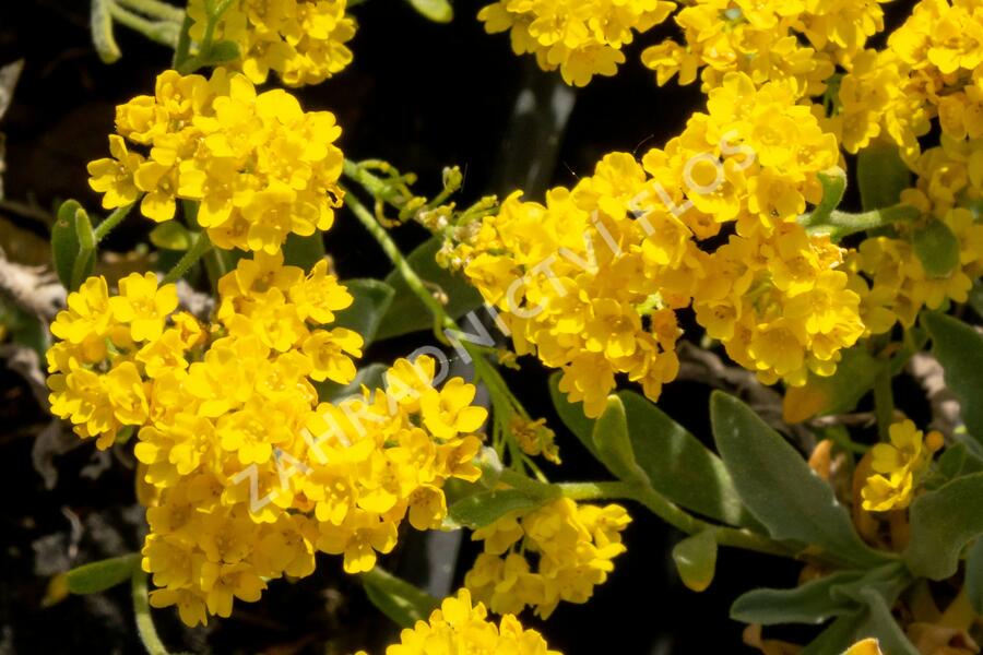 Tařice skalní 'Summit' - Alyssum saxatile 'Summit'