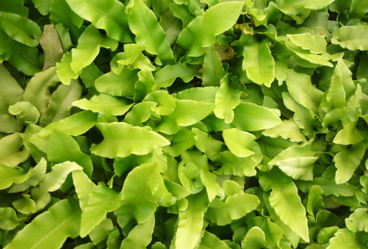 Jelení jazyk - Phyllitis scolopendrium