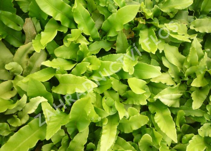 Jelení jazyk celolistý - Phyllitis scolopendrium
