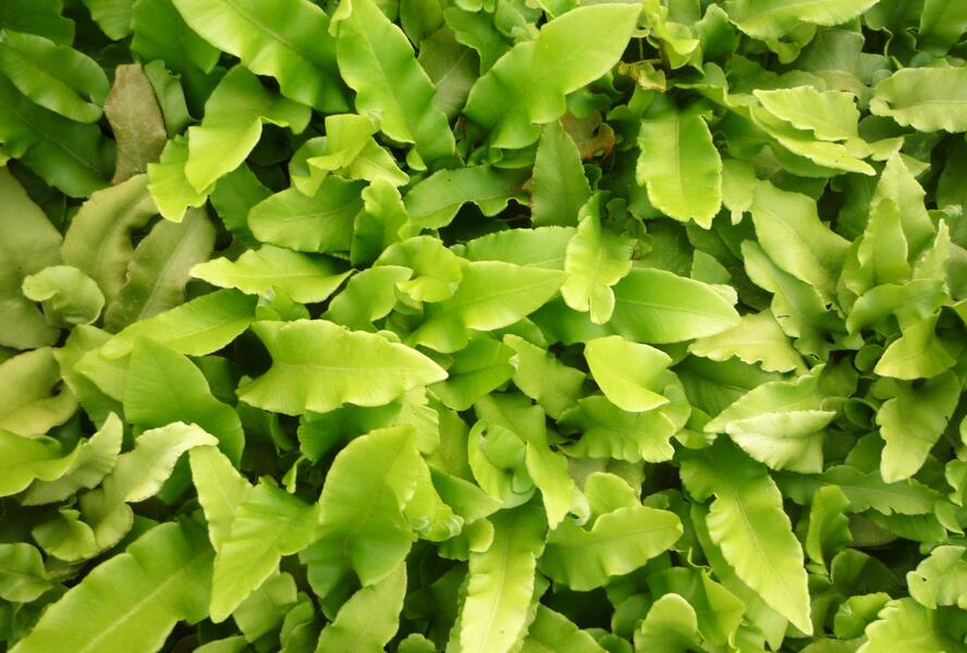 Jelení jazyk - Phyllitis scolopendrium