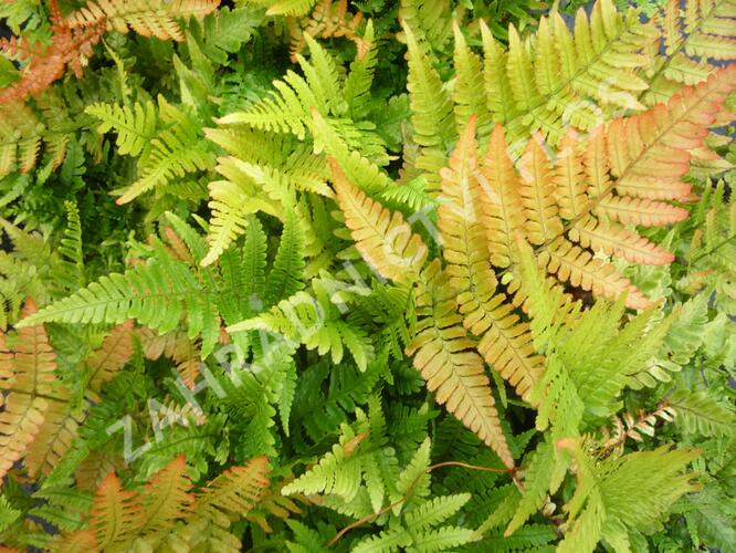 Kapraď červenavá 'Autumn' - Dryopteris erythrosora 'Autumn'