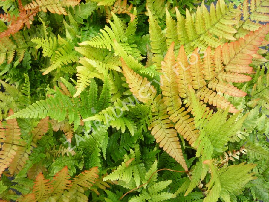 Kapraď červenavá 'Autumn' - Dryopteris erythrosora 'Autumn'