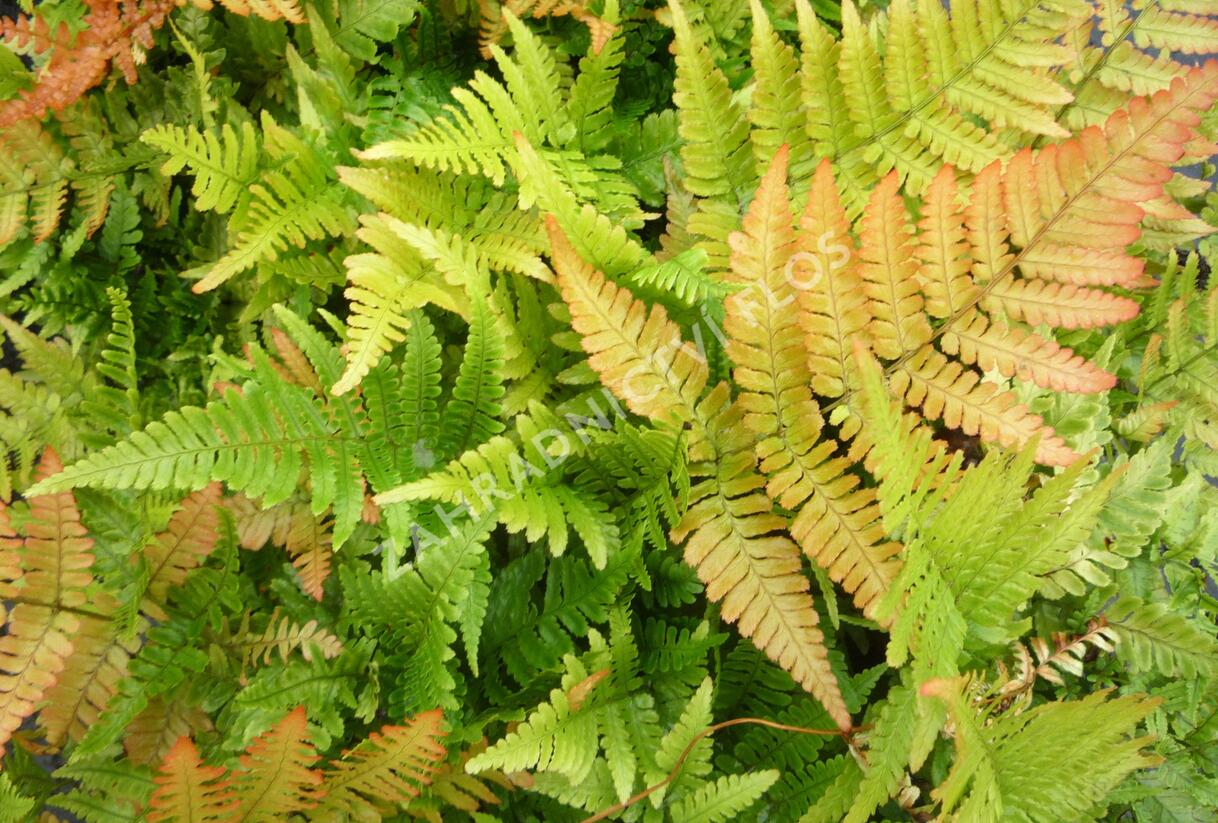 Kapraď červenavá 'Autumn' - Dryopteris erythrosora 'Autumn'