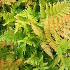 Kapraď červenavá 'Autumn' - Dryopteris erythrosora 'Autumn'