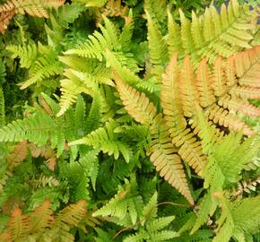 Kapraď červenavá 'Autumn' - Dryopteris erythrosora 'Autumn'