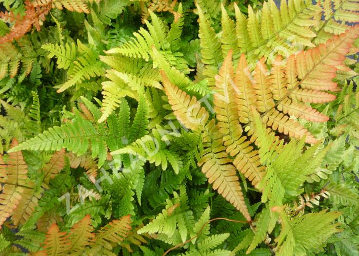 Kapraď červenavá 'Autumn' - Dryopteris erythrosora 'Autumn'