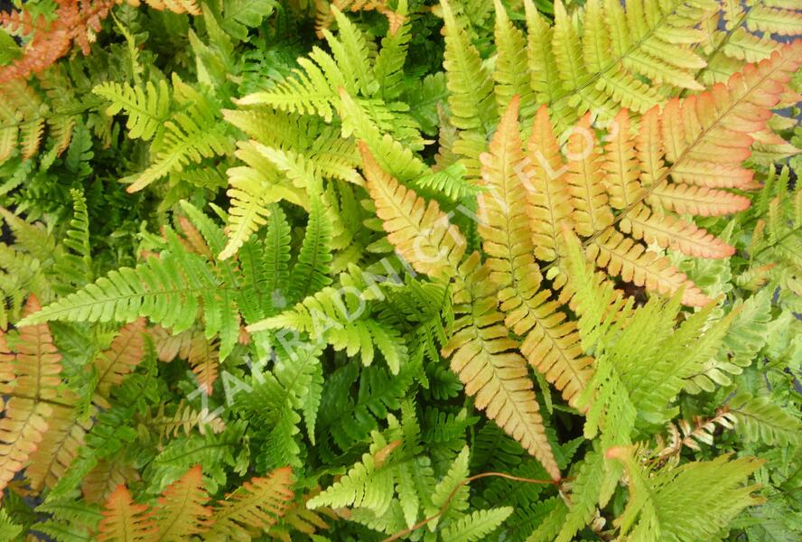 Kapraď červenavá 'Autumn' - Dryopteris erythrosora 'Autumn'