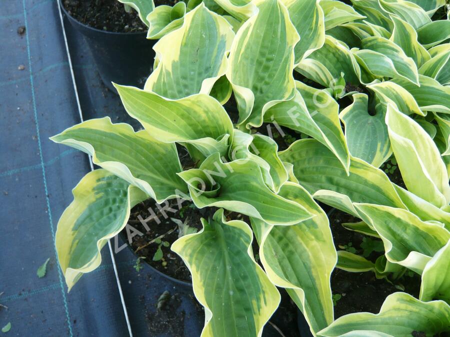 Bohyška 'Frances Williams' - Hosta sieboldiana 'Frances Williams'