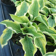 Bohyška 'Frances Williams' - Hosta sieboldiana 'Frances Williams'