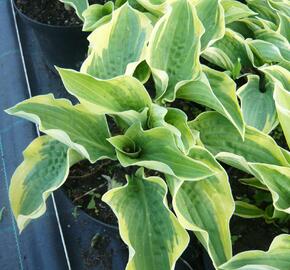 Bohyška 'Frances Williams' - Hosta sieboldiana 'Frances Williams'