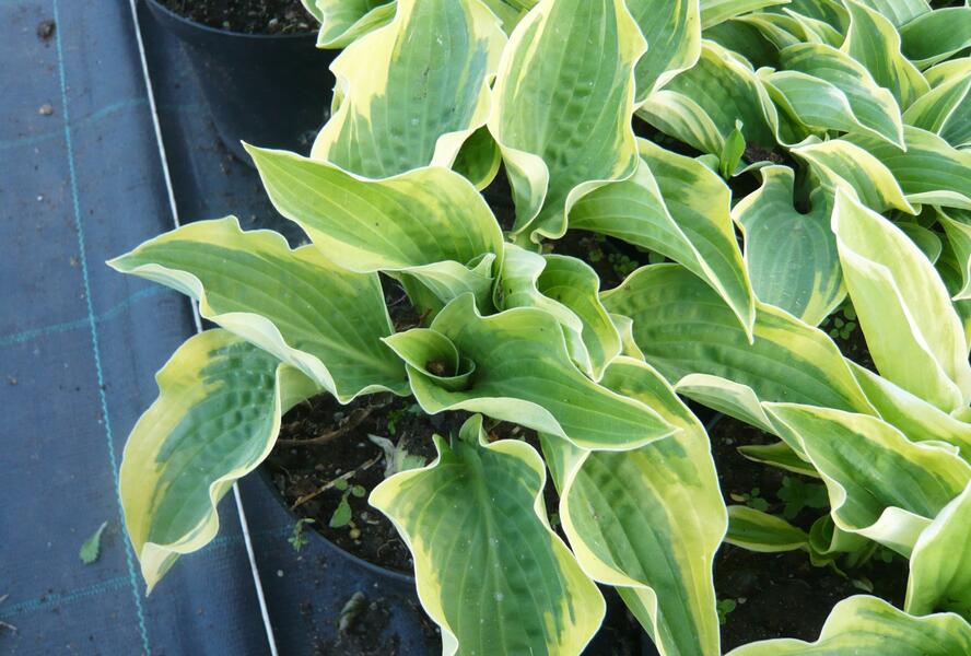 Bohyška 'Frances Williams' - Hosta sieboldiana 'Frances Williams'