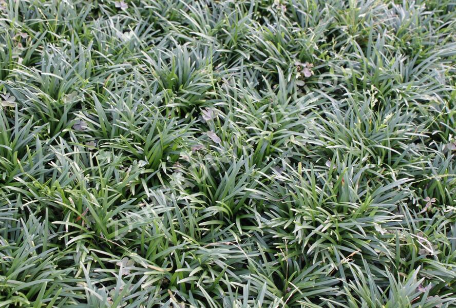 Sedoulek japonský 'Minor' - Ophiopogon japonicus 'Minor'