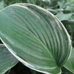 Bohyška 'Tom Schmid' - Hosta 'Tom Schmid'