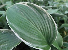 Bohyška 'Tom Schmid' - Hosta 'Tom Schmid'