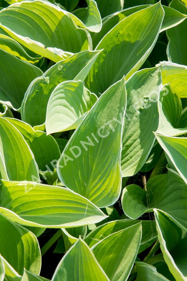 Bohyška 'Tom Schmid' - Hosta 'Tom Schmid'