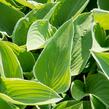 Bohyška 'Tom Schmid' - Hosta 'Tom Schmid'