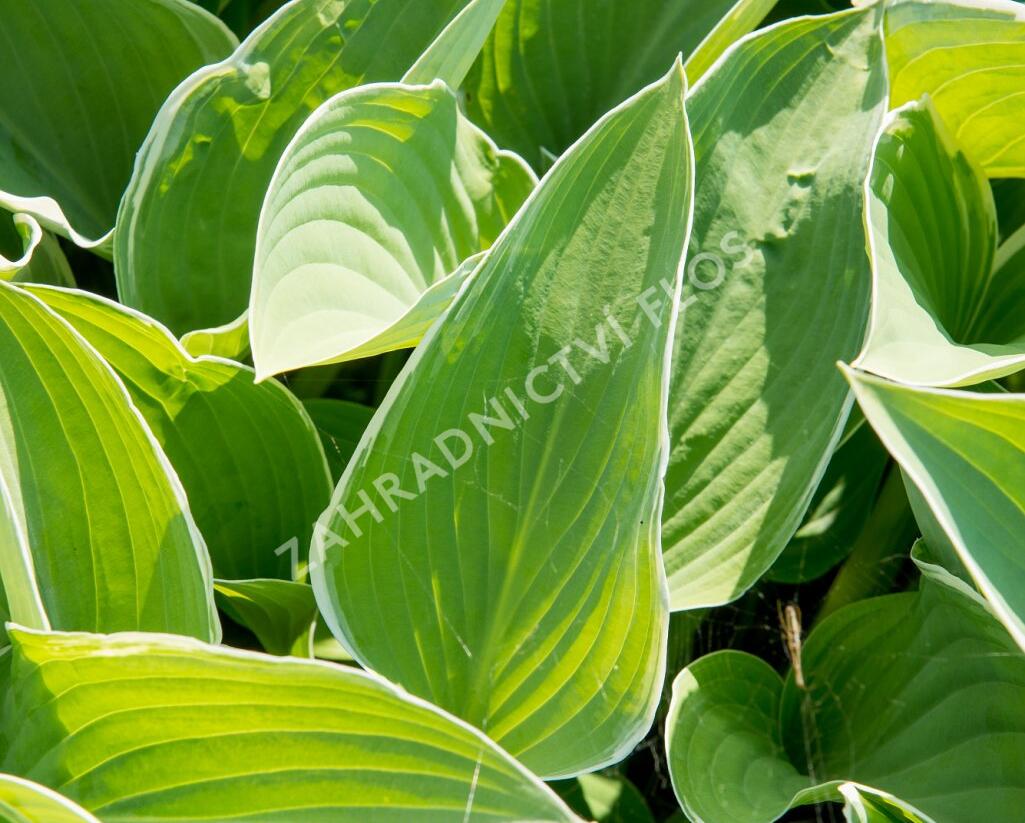 Bohyška 'Tom Schmid' - Hosta 'Tom Schmid'