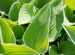 Bohyška 'Tom Schmid' - Hosta 'Tom Schmid'